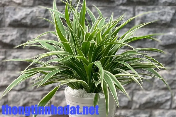 Khử mùi hút ẩm bằng cây xanh trong nhà — ảnh 1