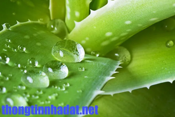 Bạn có biết nha đam có khả năng khử mùi