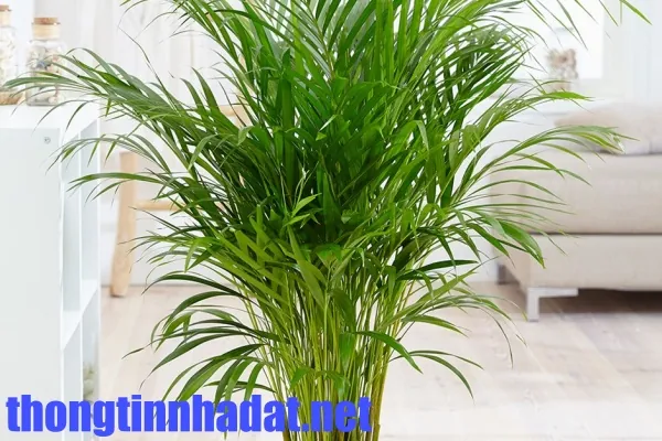 Vừa hút ẩm khử mùi, vừa thẩm mỹ không thể bỏ qua cọ cảnh