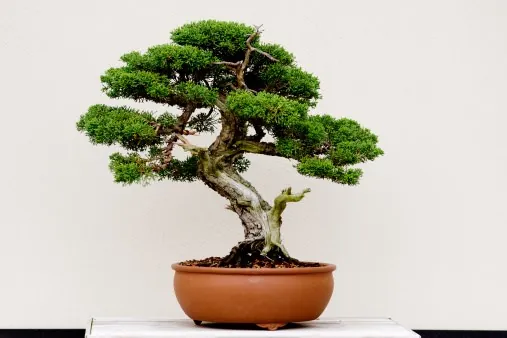 Khử mùi hút ẩm bằng cây xanh trong nhà