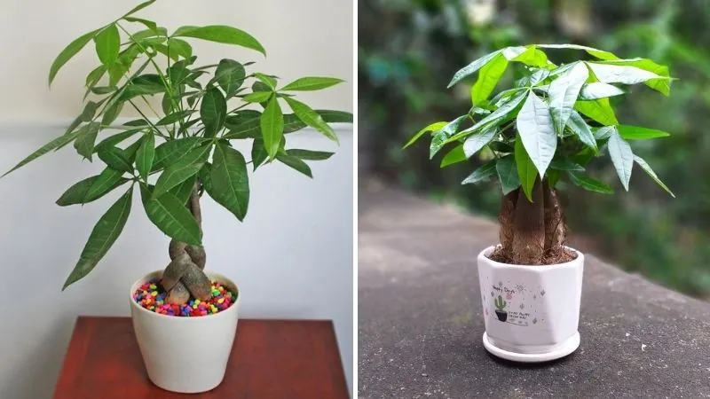Những cây cảnh hợp người mệnh mộc — ảnh 1