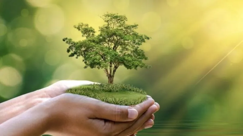Những cây cảnh hợp người mệnh mộc