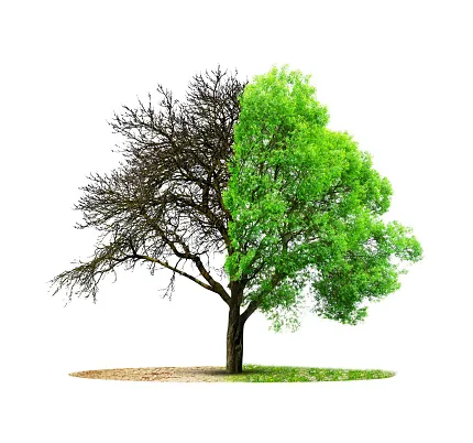 Những đồ vật cần kiêng kị trong phong thủy nhà ở — ảnh 1